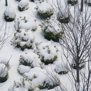 The view from my hospital window the day Sasha was born