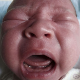 loulou-screaming-square