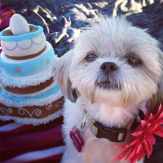 Rachel-dog-party-square